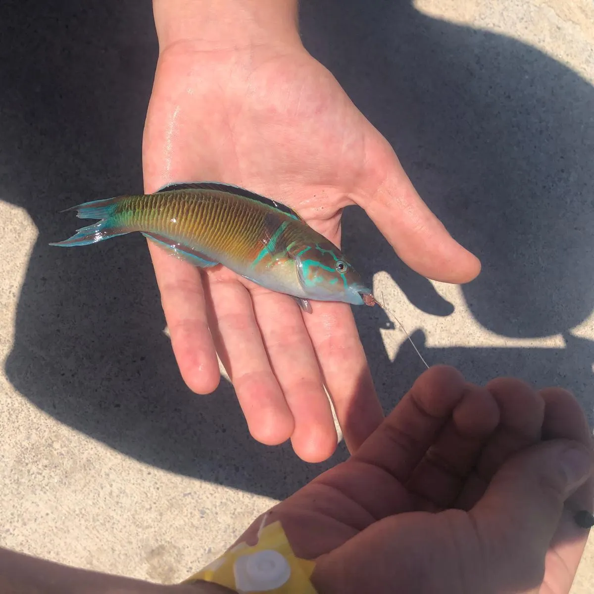 catch
