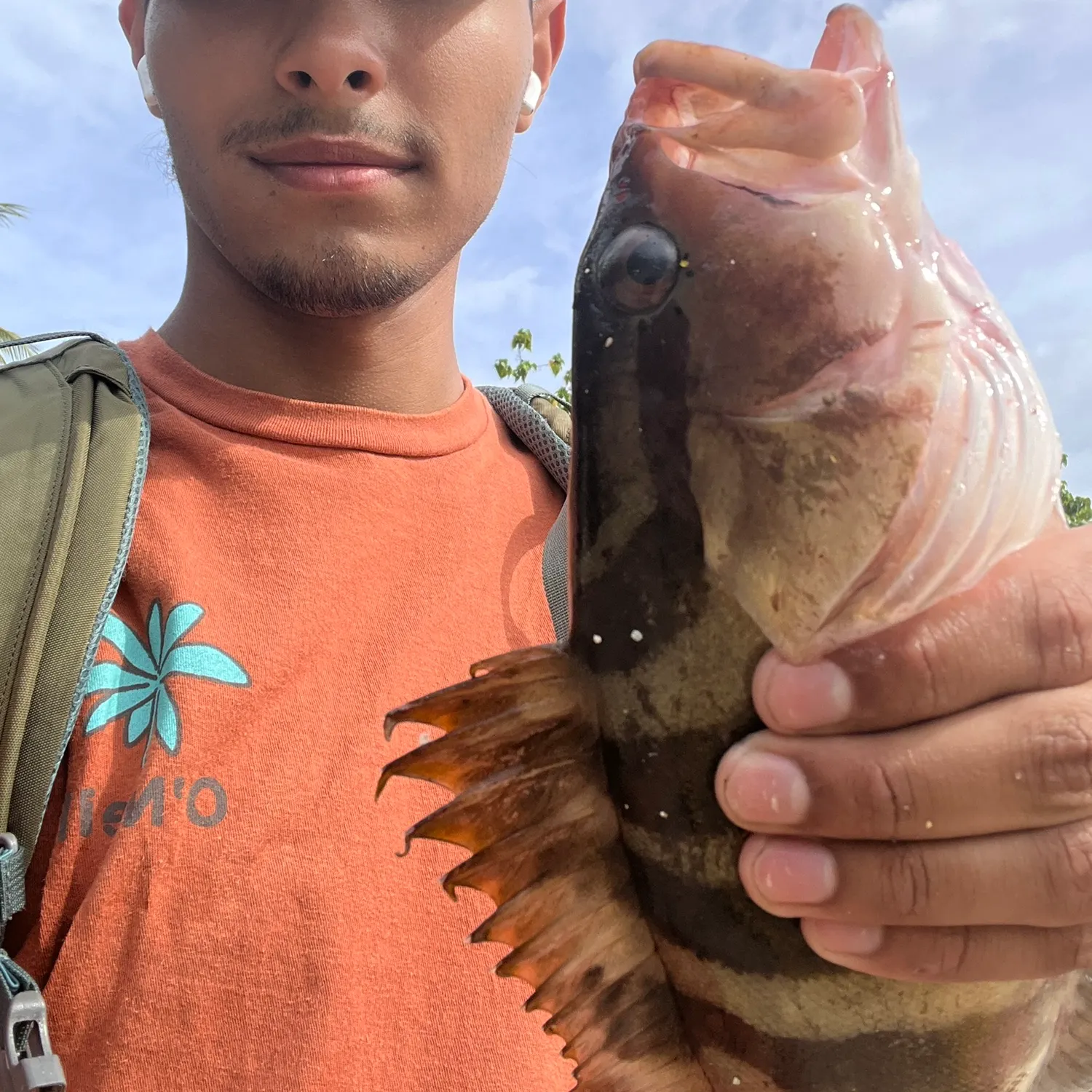 The most recent Nassau grouper catches on Fishbrain