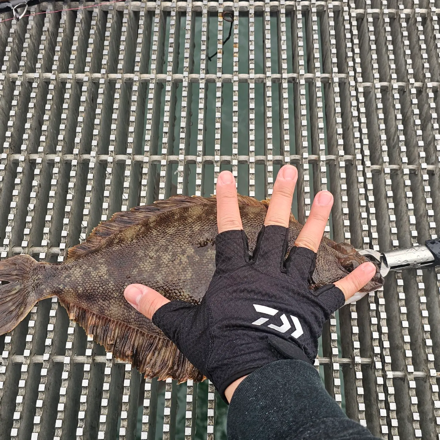 The most recent Rock sole catches on Fishbrain