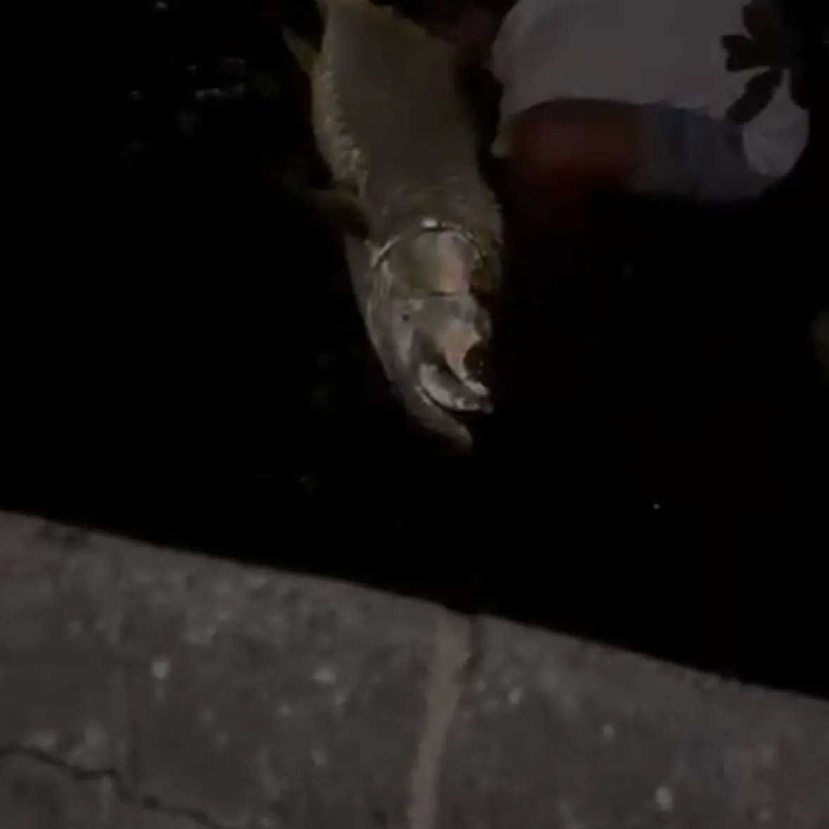 The most recent Tarpon catches on Fishbrain