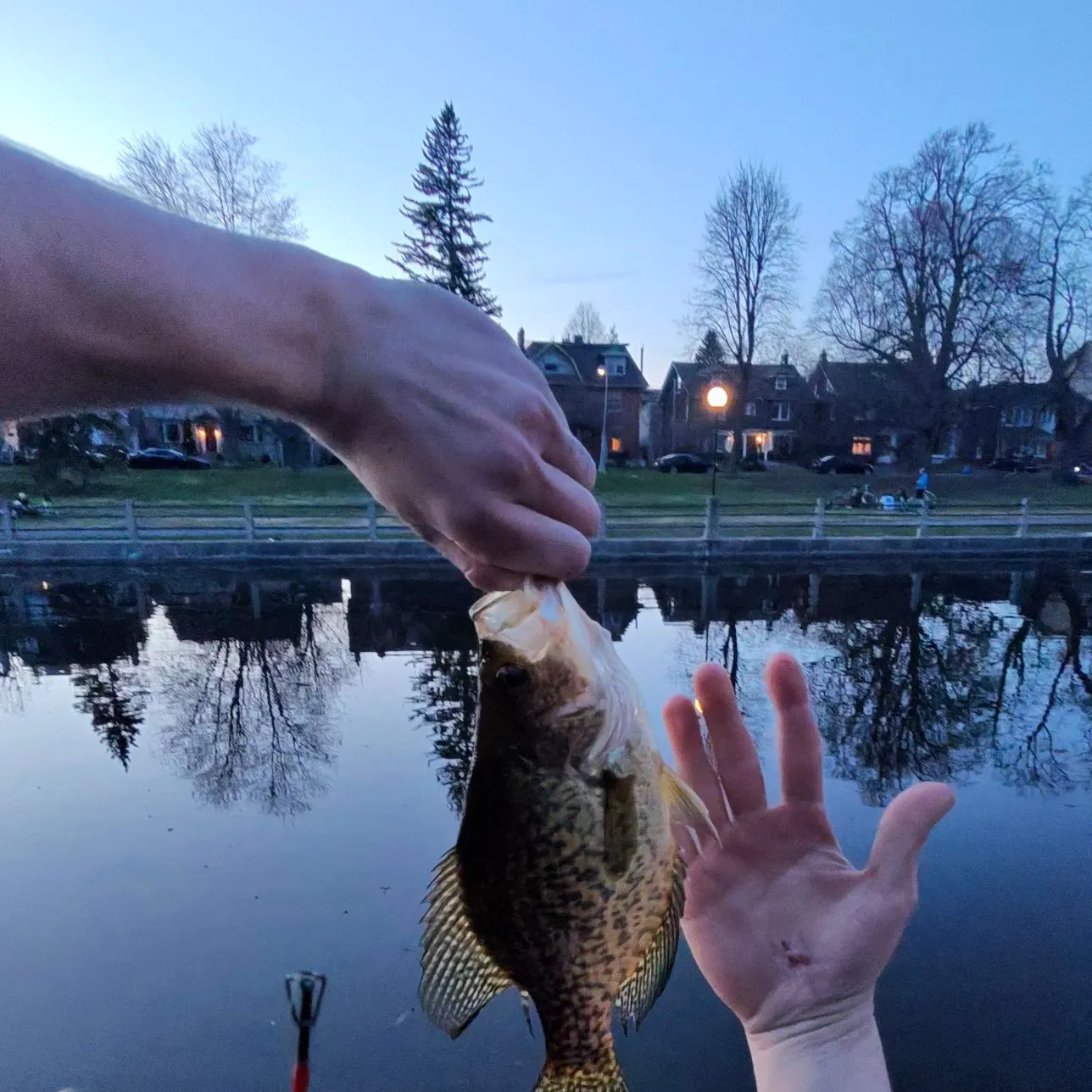 recently logged catches