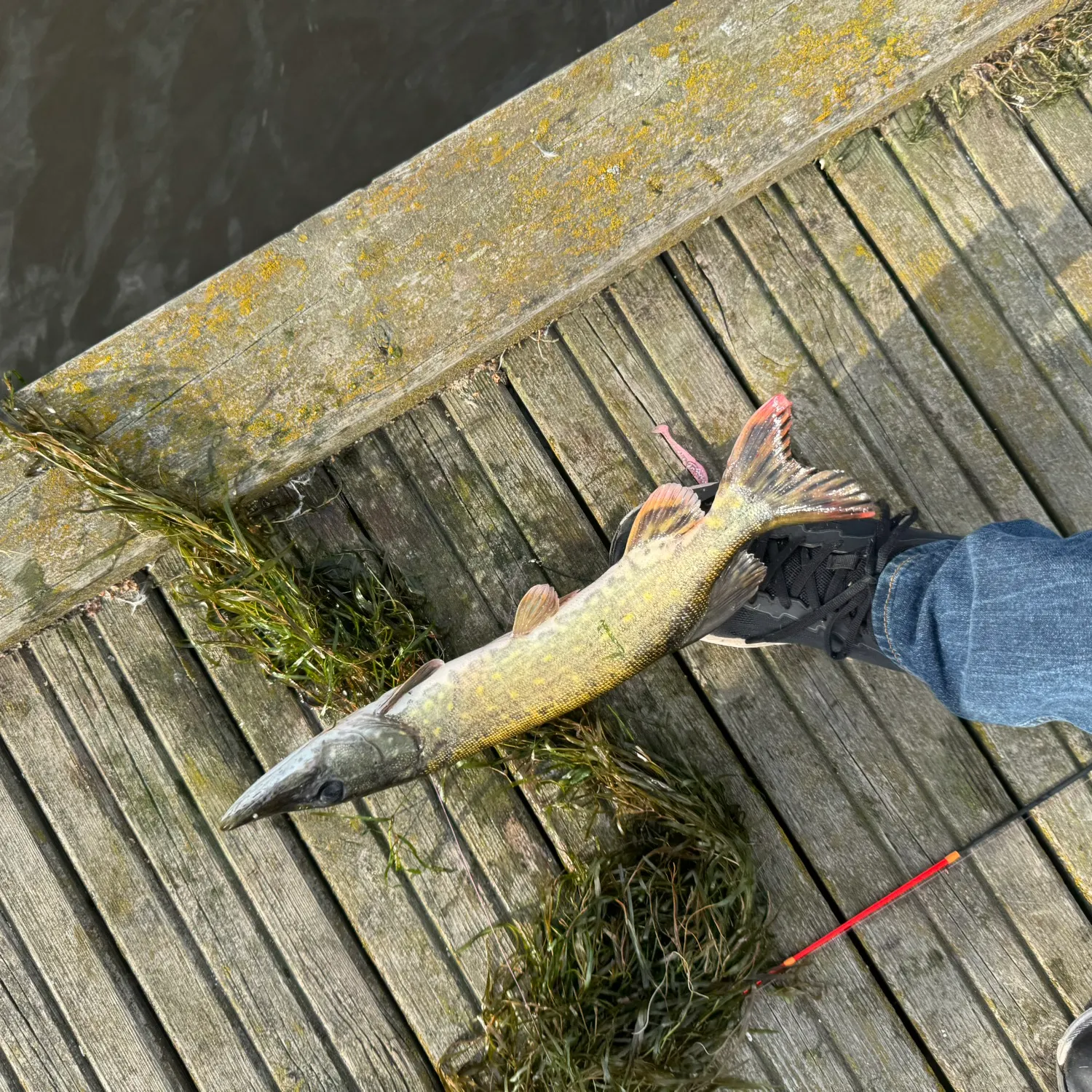 Northern pike caught on Fishbrain