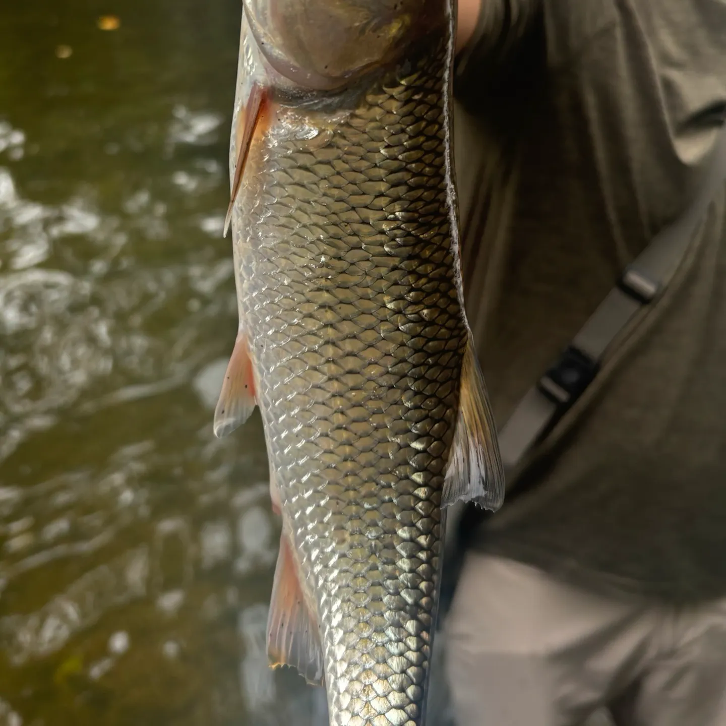 Fallfish caught on Fishbrain