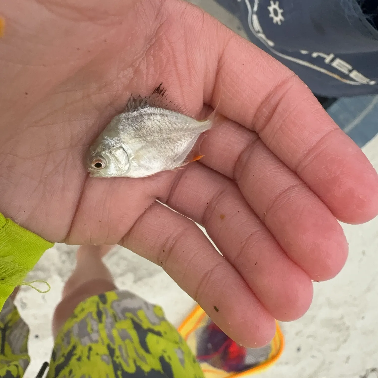 The most recent Permit catches on Fishbrain