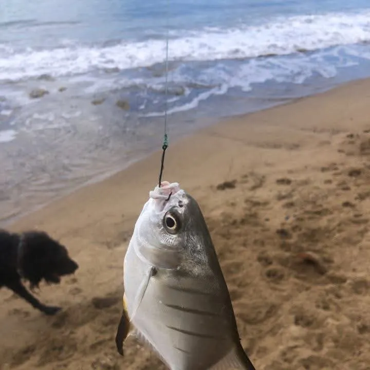 The most recent Palometa catches on Fishbrain