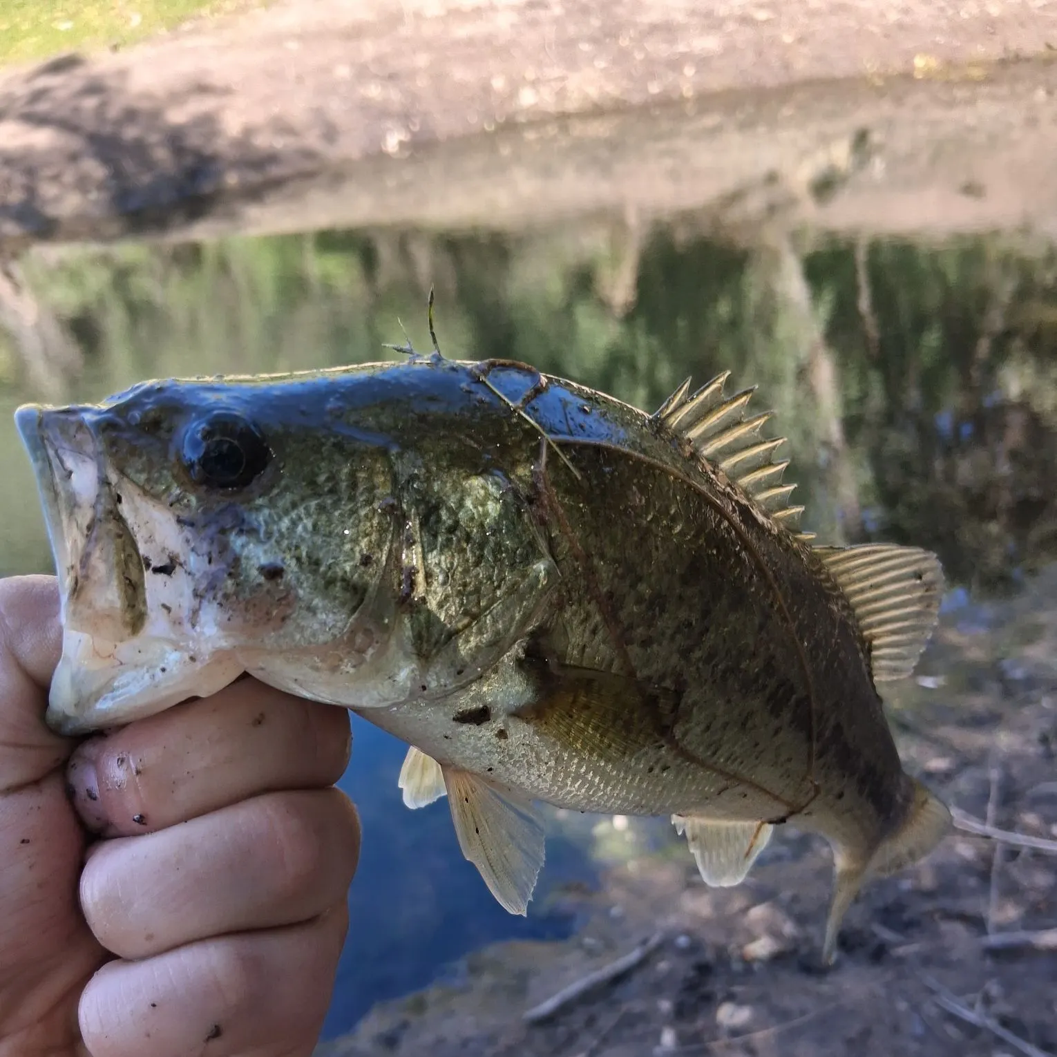 Largemouth bass caught on Fishbrain
