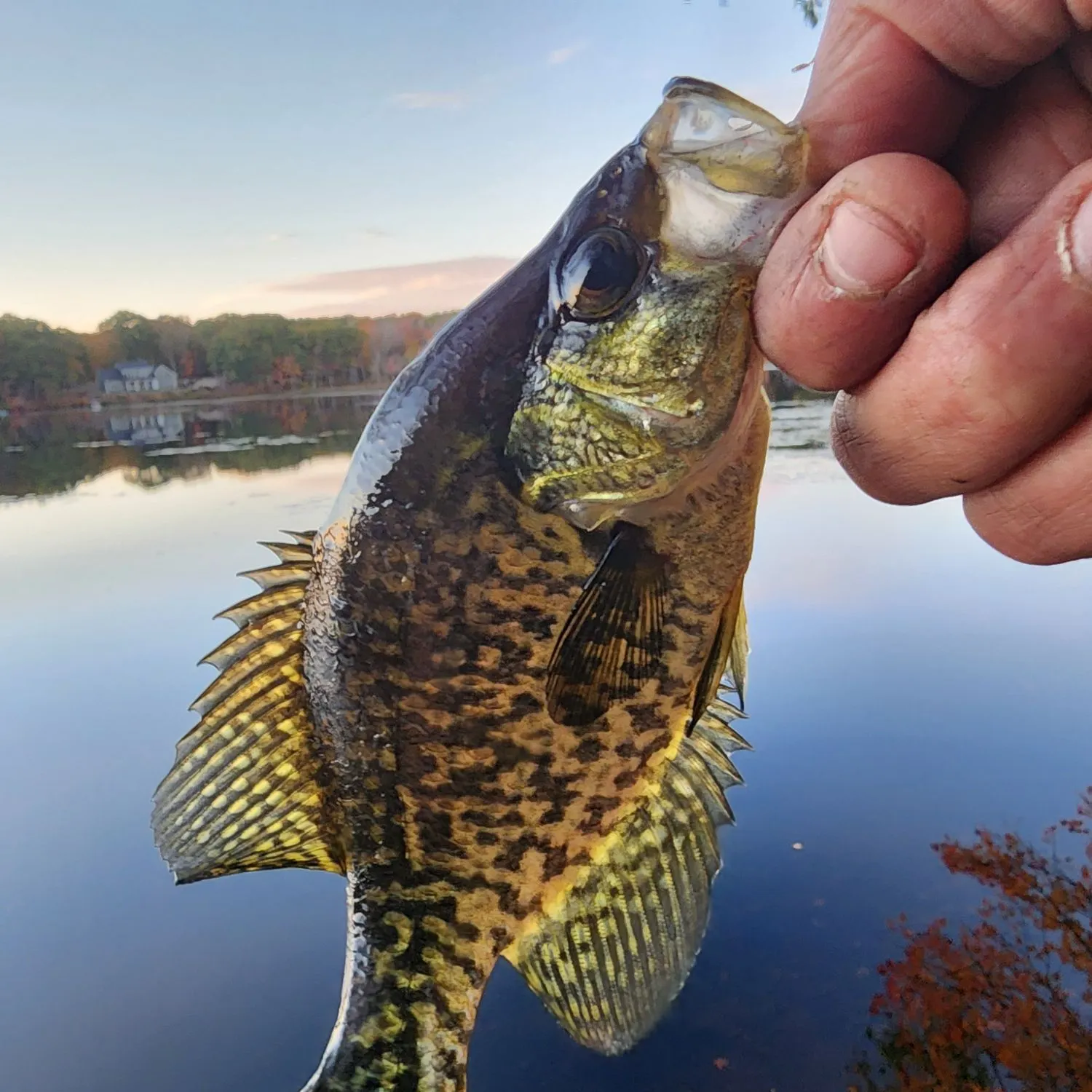 Black crappie caught on Fishbrain