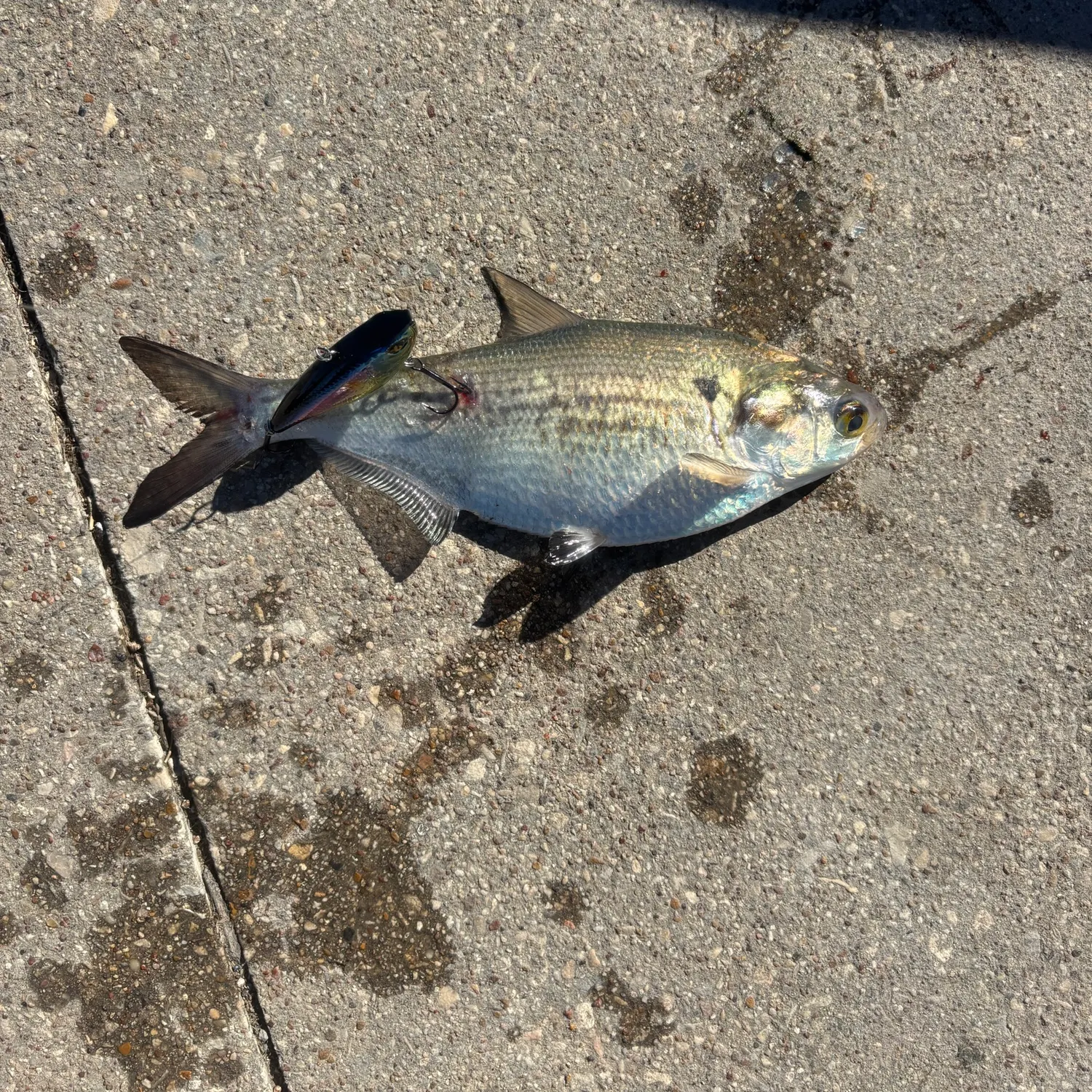 The most recent American gizzard shad catches on Fishbrain