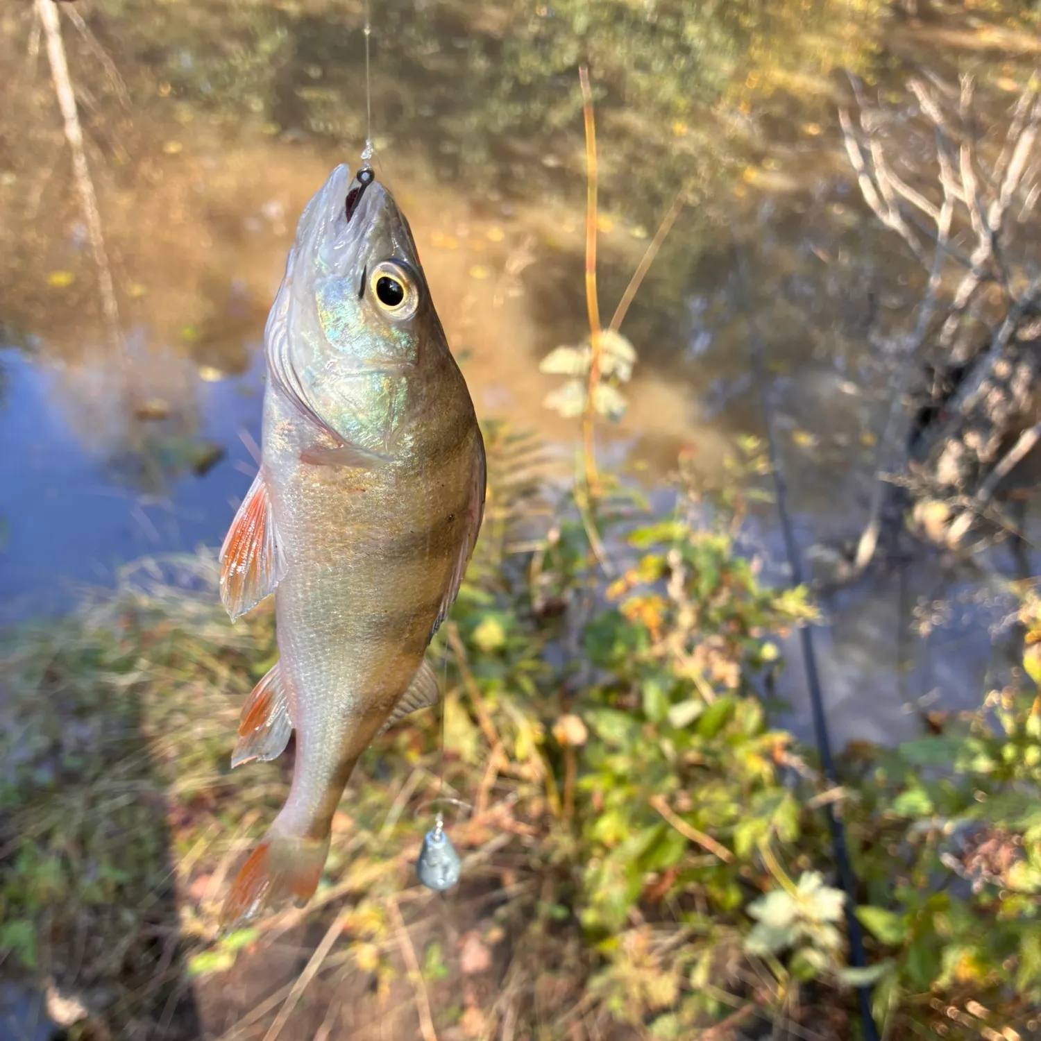 European perch caught on Fishbrain