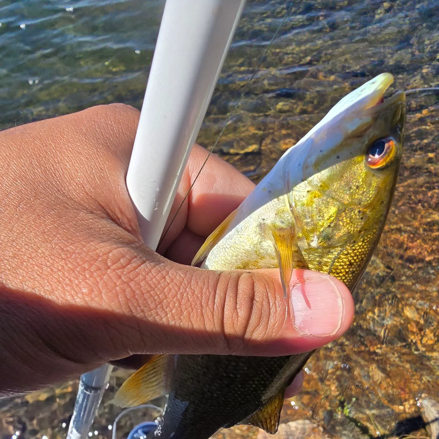 Smallmouth bass caught on Fishbrain