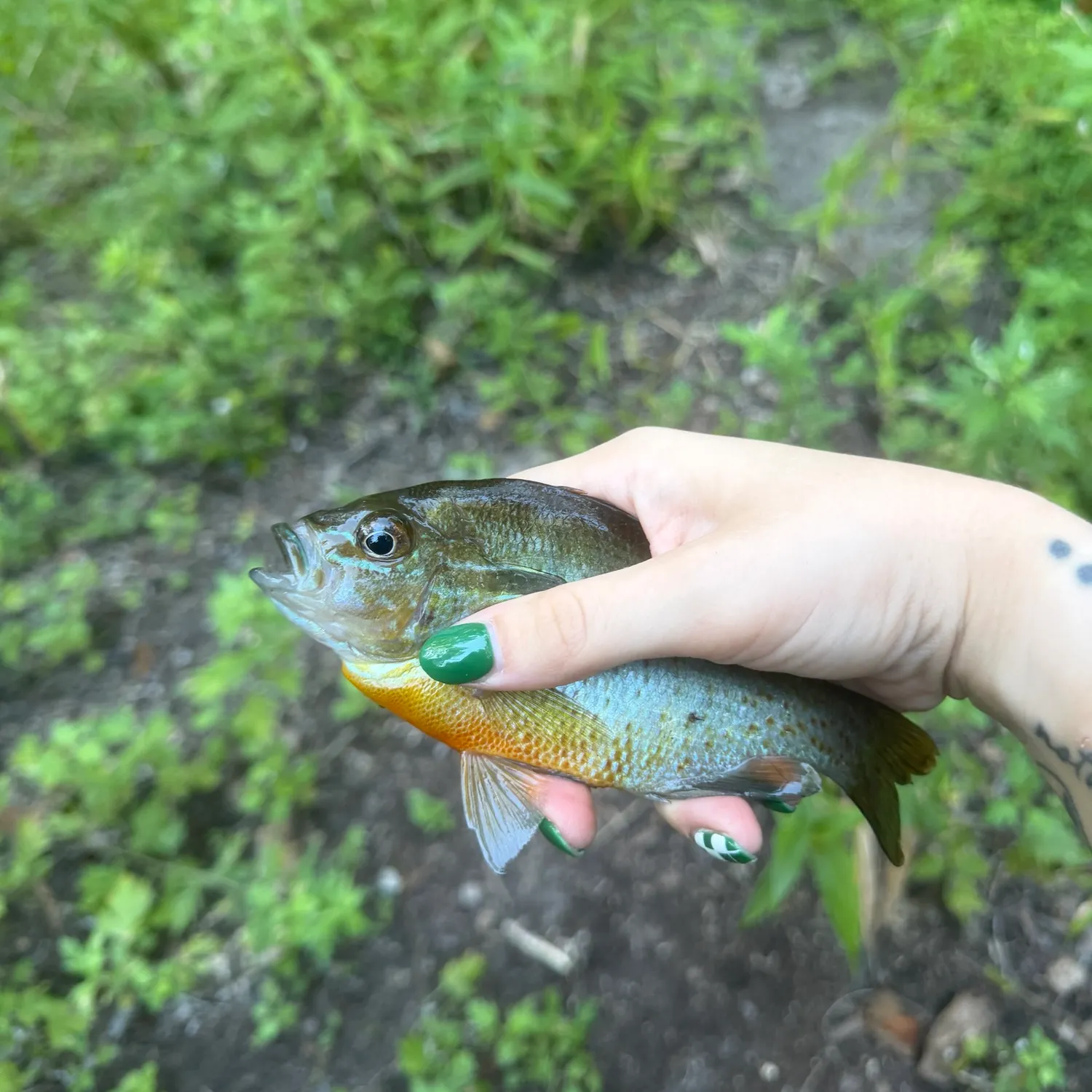 Redbreast sunfish caught on Fishbrain