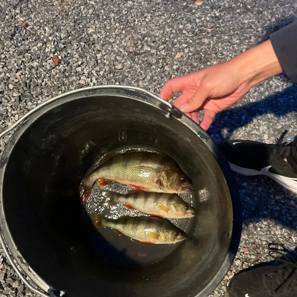 European perch caught on Fishbrain