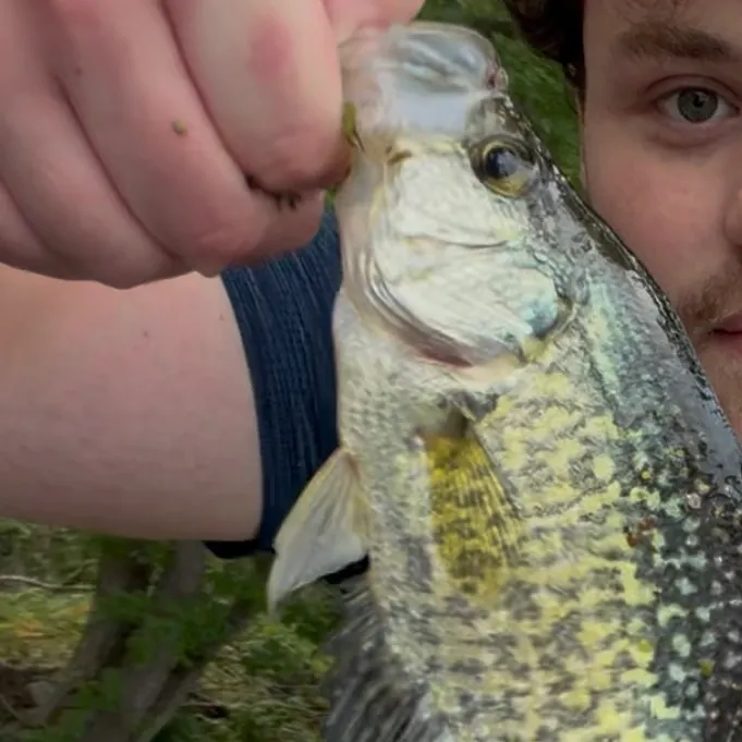 Black crappie caught on Fishbrain