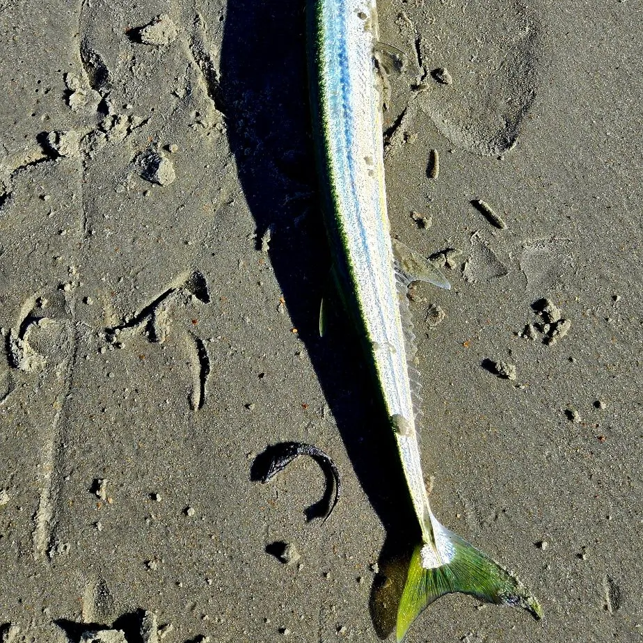 The most recent Hound needlefish catches on Fishbrain