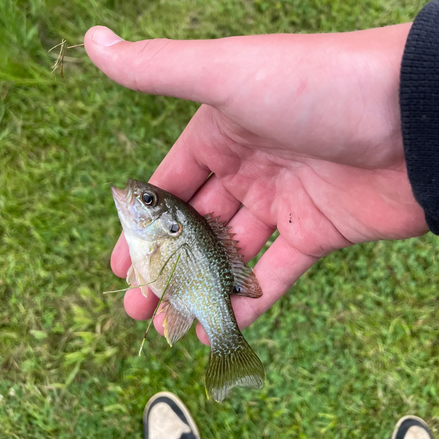The most recent Wargill hybrid catches on Fishbrain