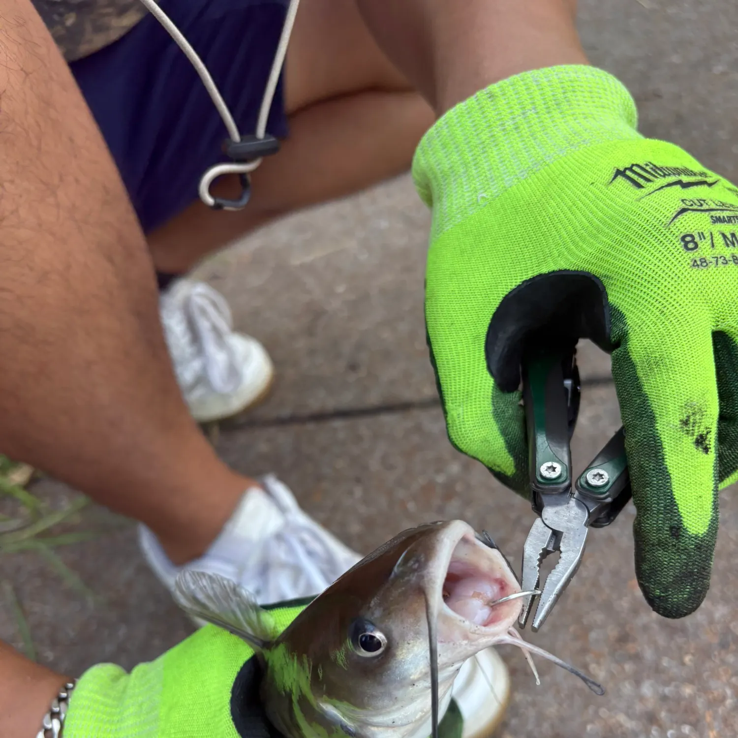 Channel catfish caught on Fishbrain