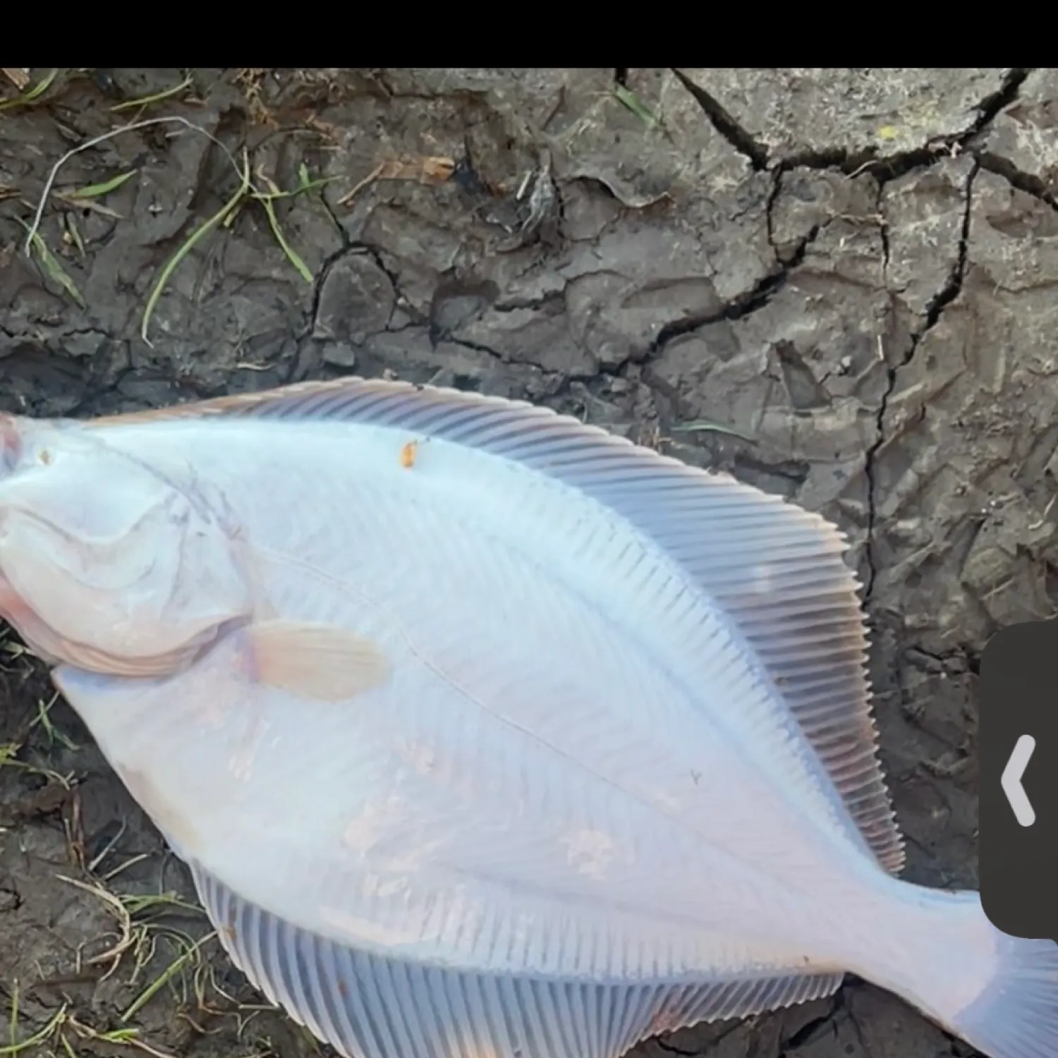 most liked catch image