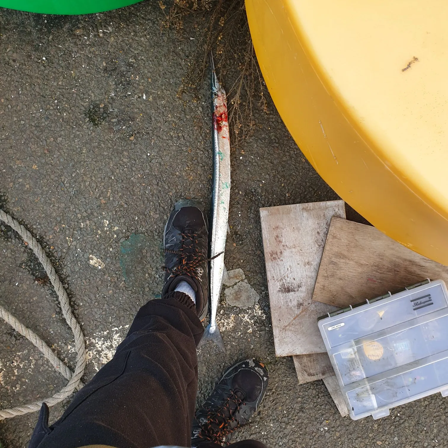 The most recent European garfish catches on Fishbrain