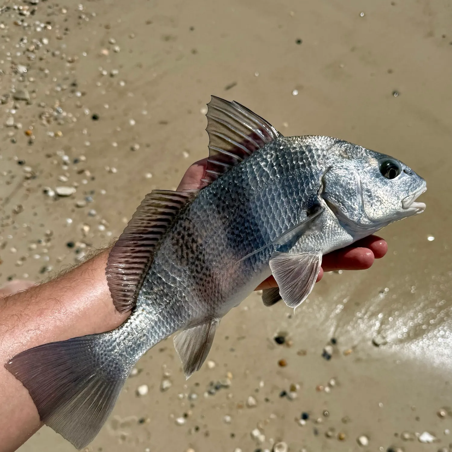 Black drum caught on Fishbrain