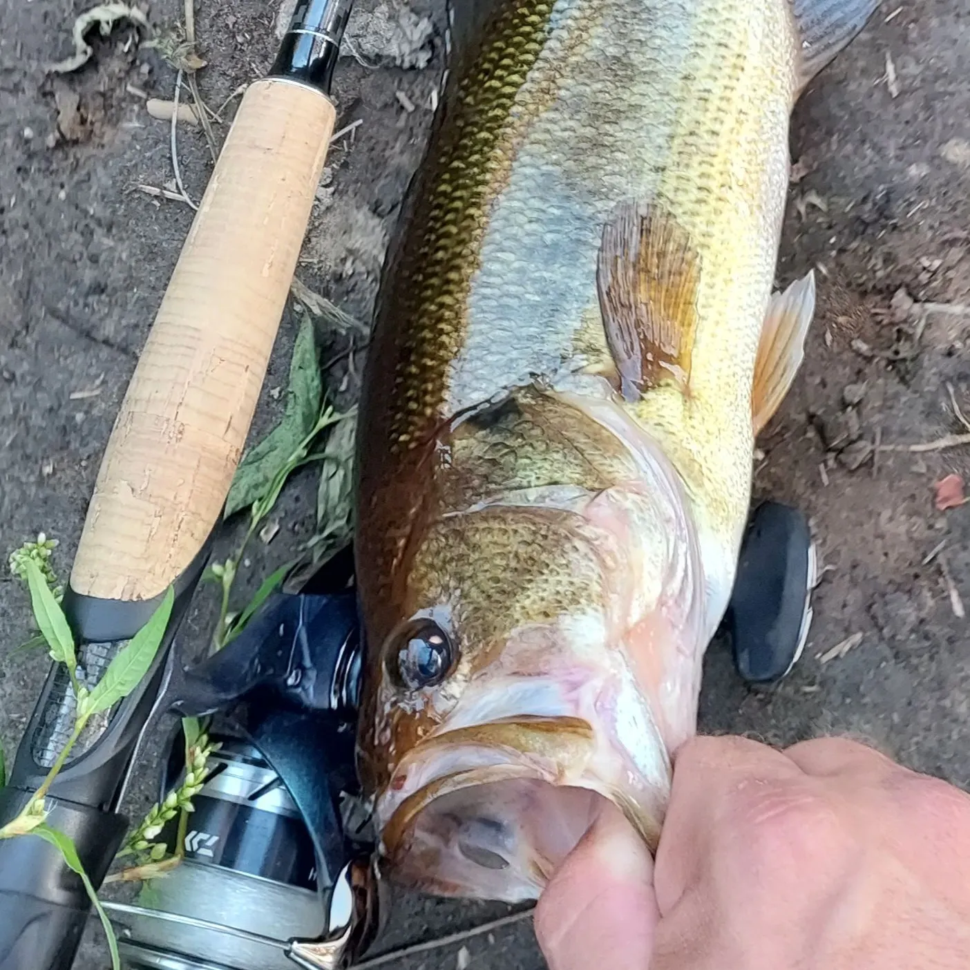 Largemouth bass caught on Fishbrain