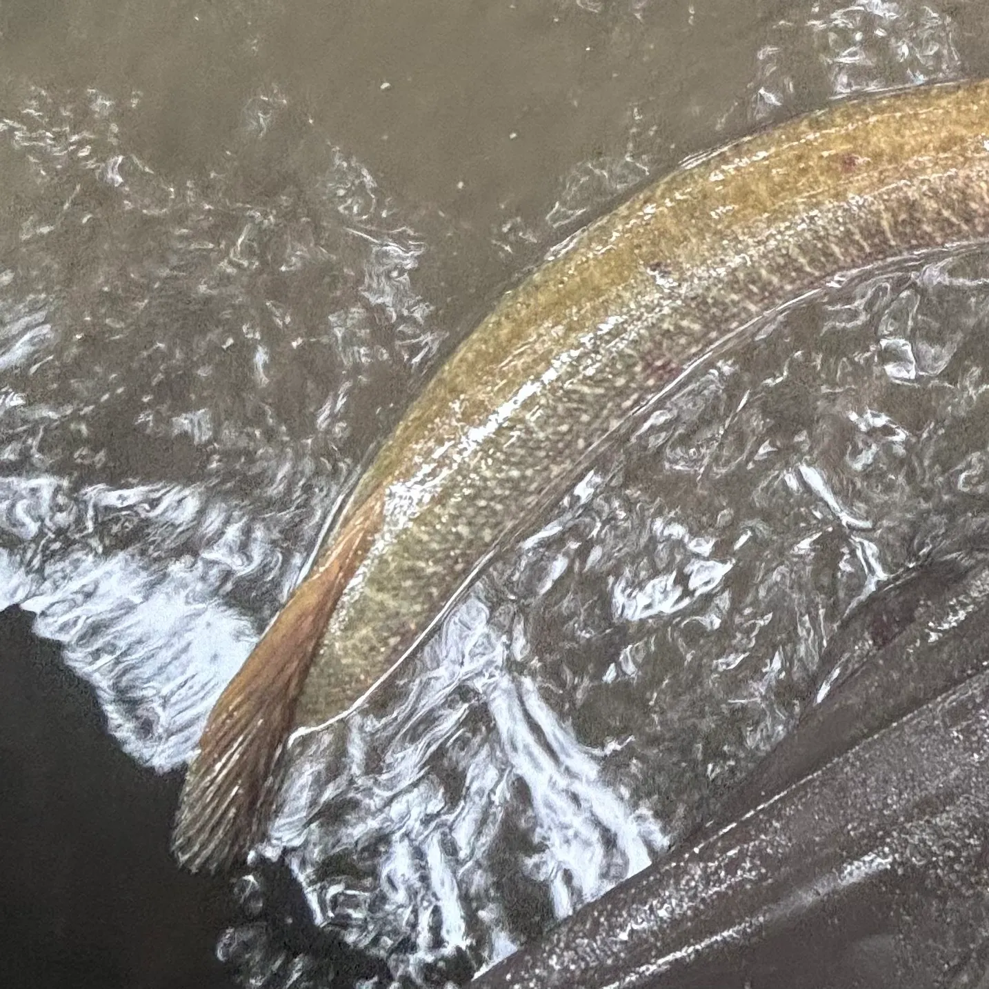 Northern pike caught on Fishbrain