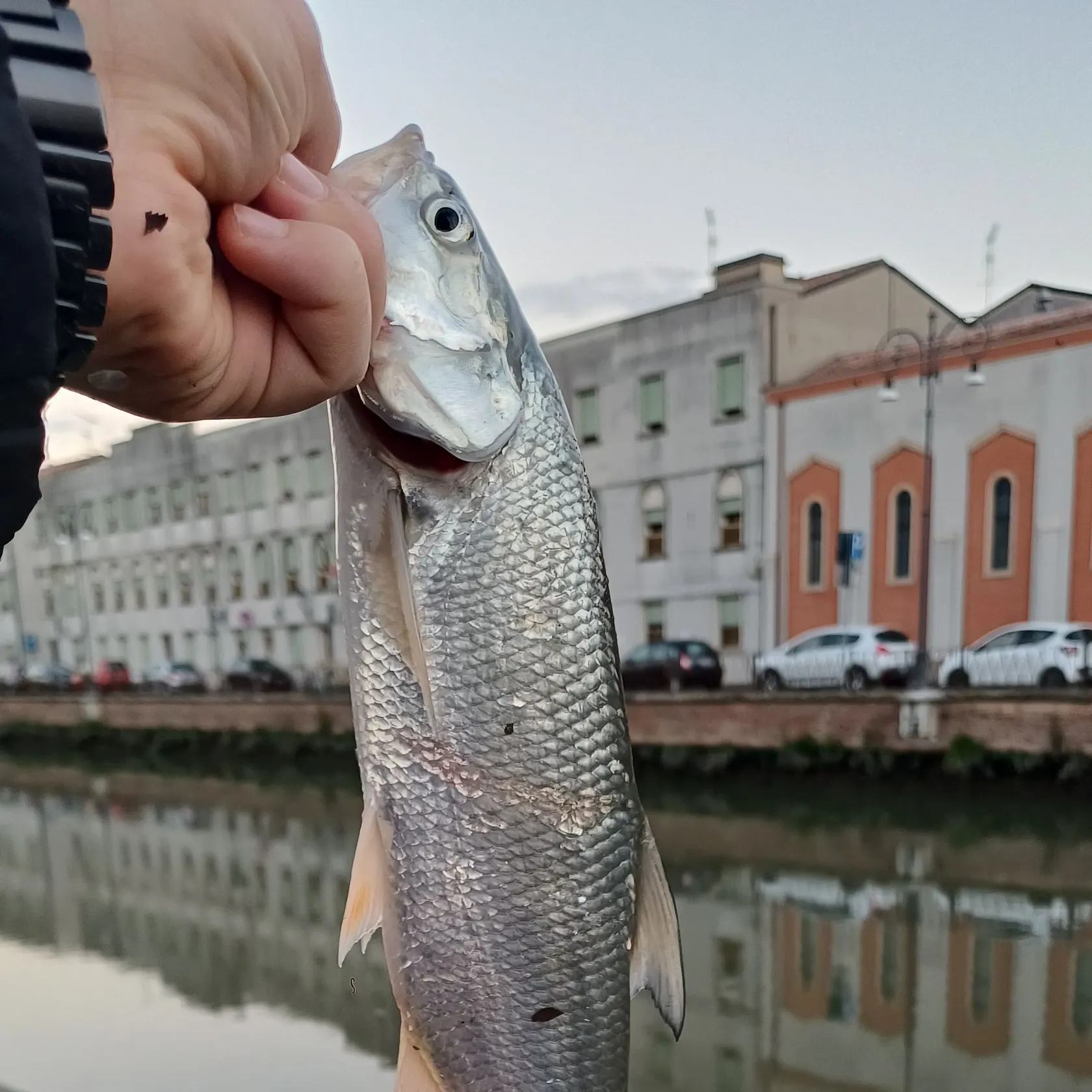 Asp caught on Fishbrain