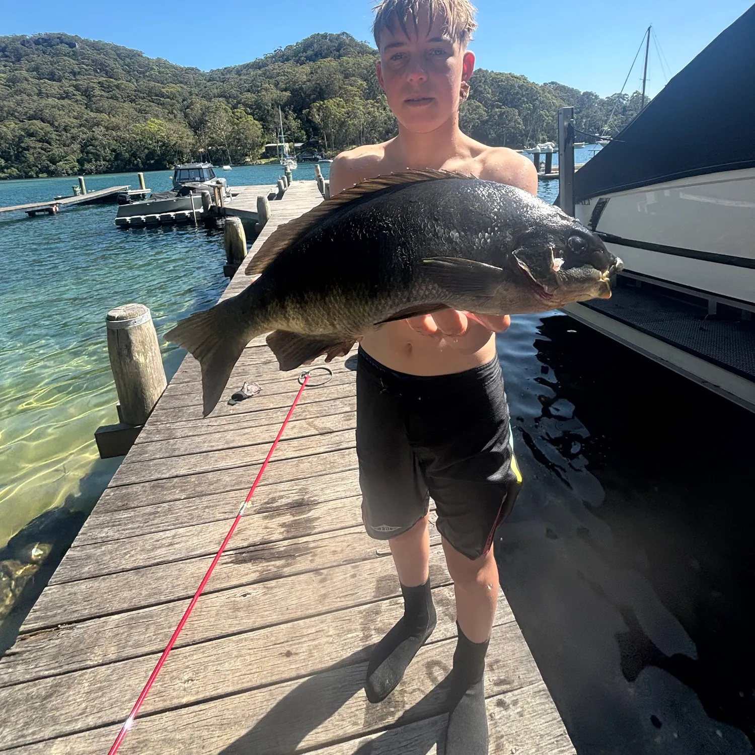 The most recent Luderick catches on Fishbrain