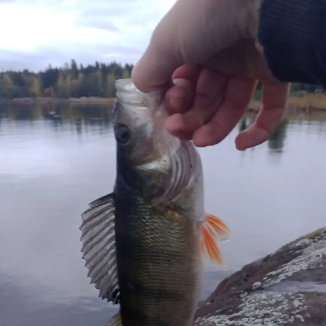 European perch caught on Fishbrain