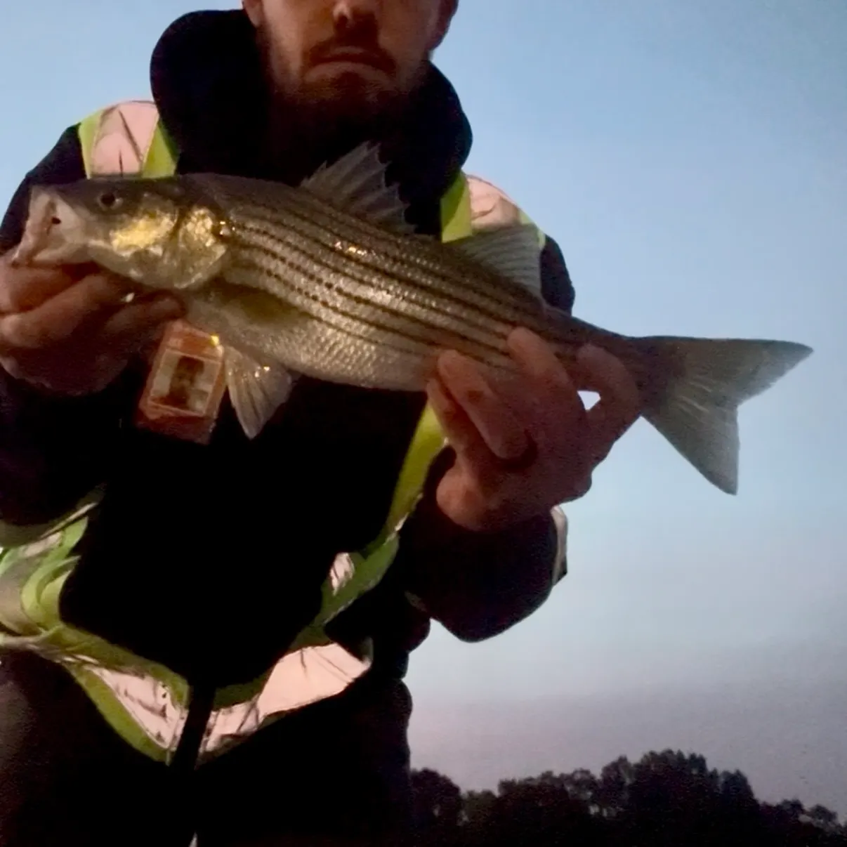 Striped bass caught on Fishbrain