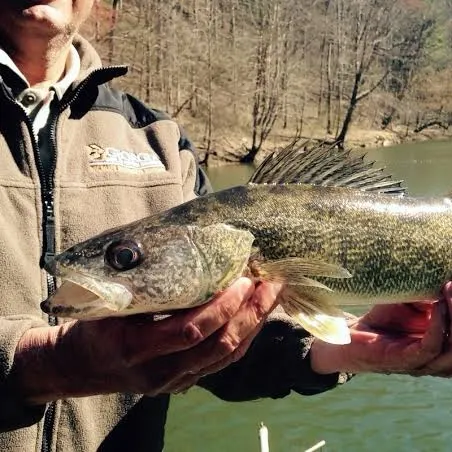 The most recent Walleye catches on Fishbrain