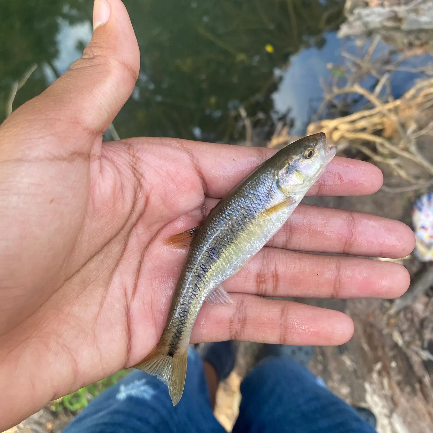 Creek chub caught on Fishbrain
