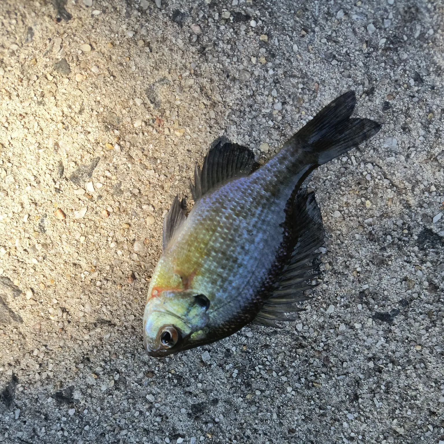 Bluegill caught on Fishbrain