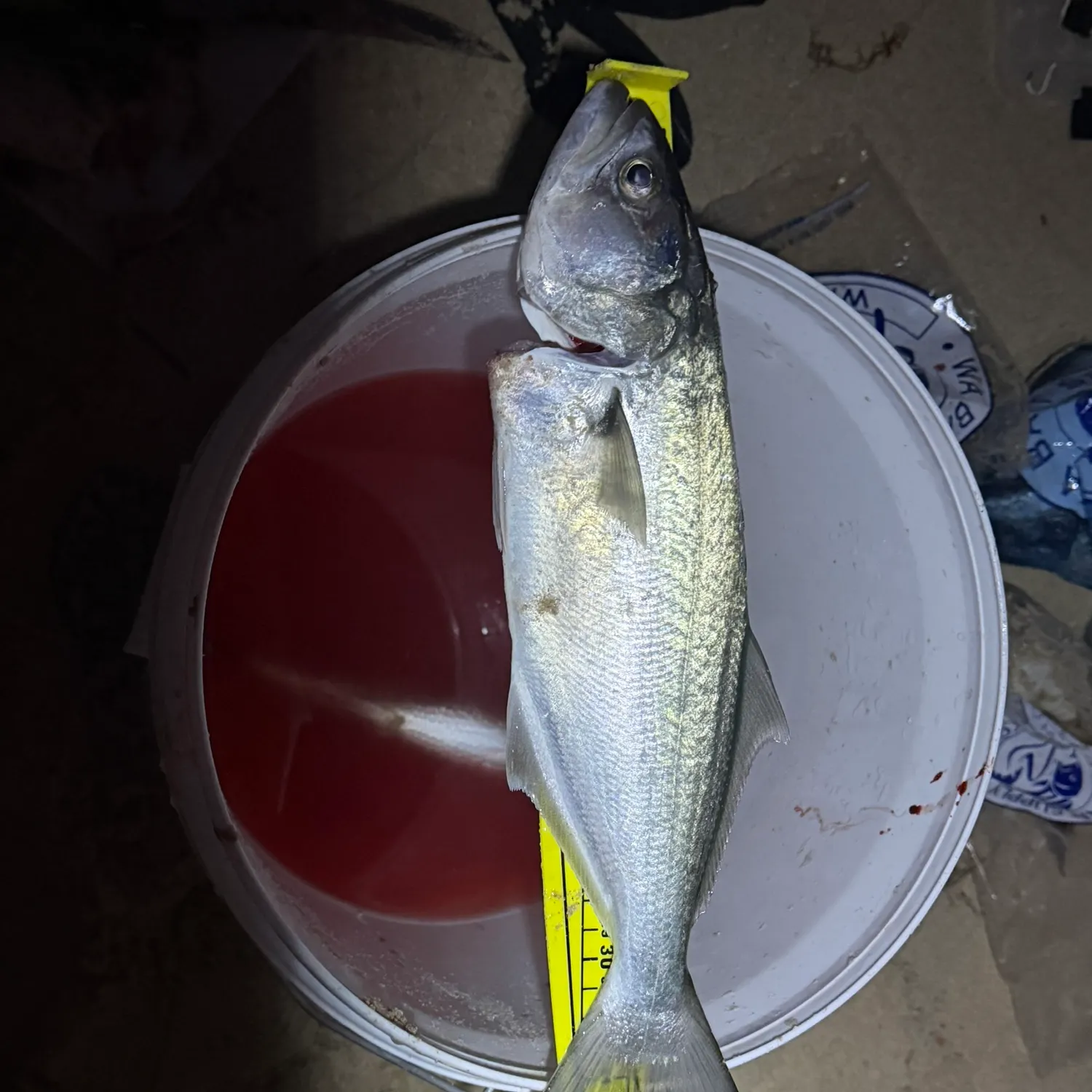 The most recent Bluefish catches on Fishbrain