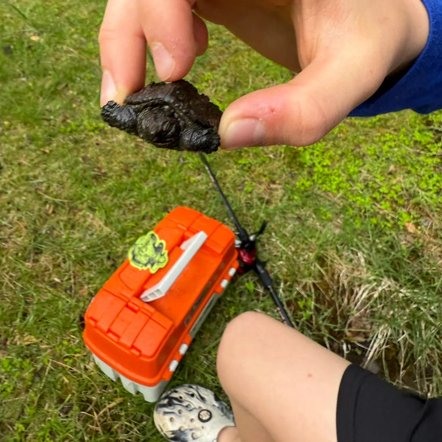The most recent Common snapping turtle catches on Fishbrain