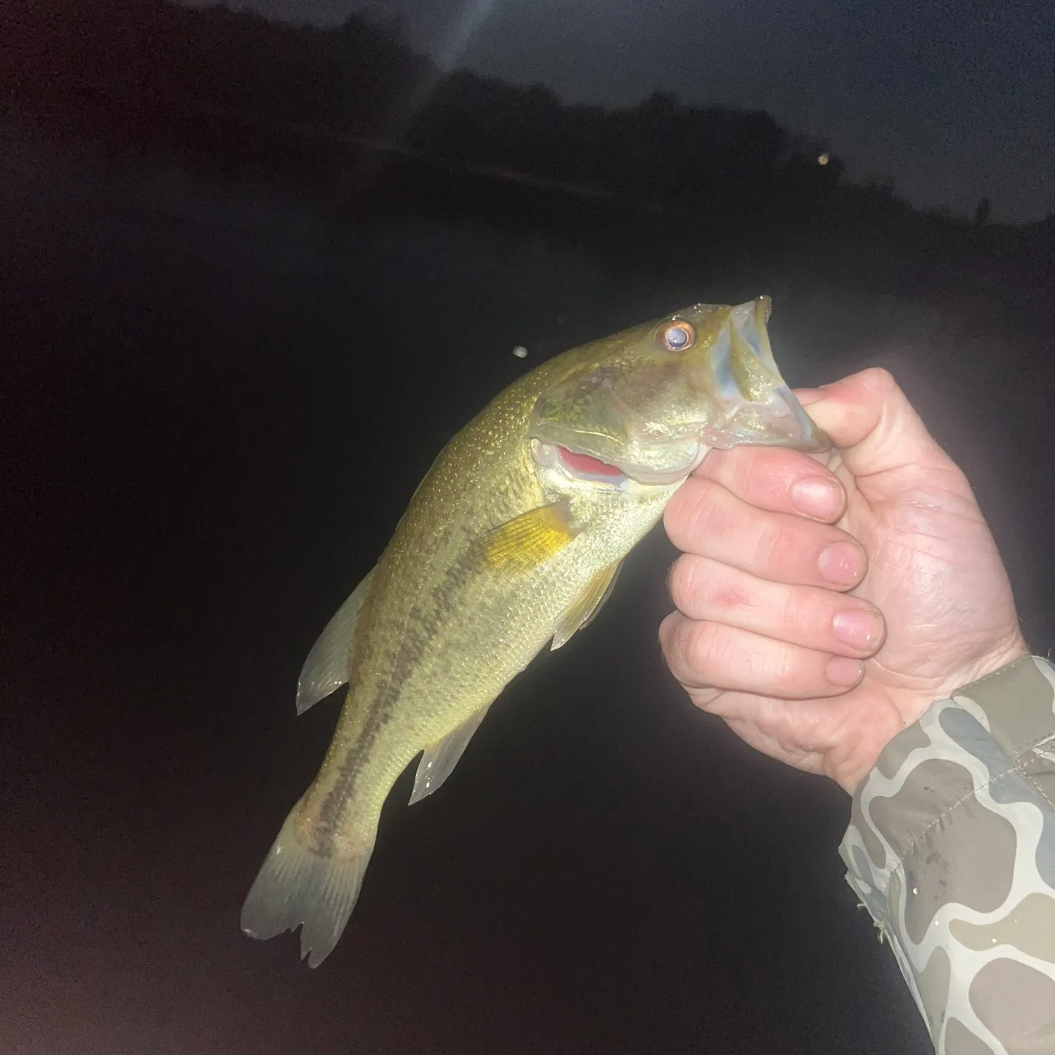 Largemouth bass caught on Fishbrain