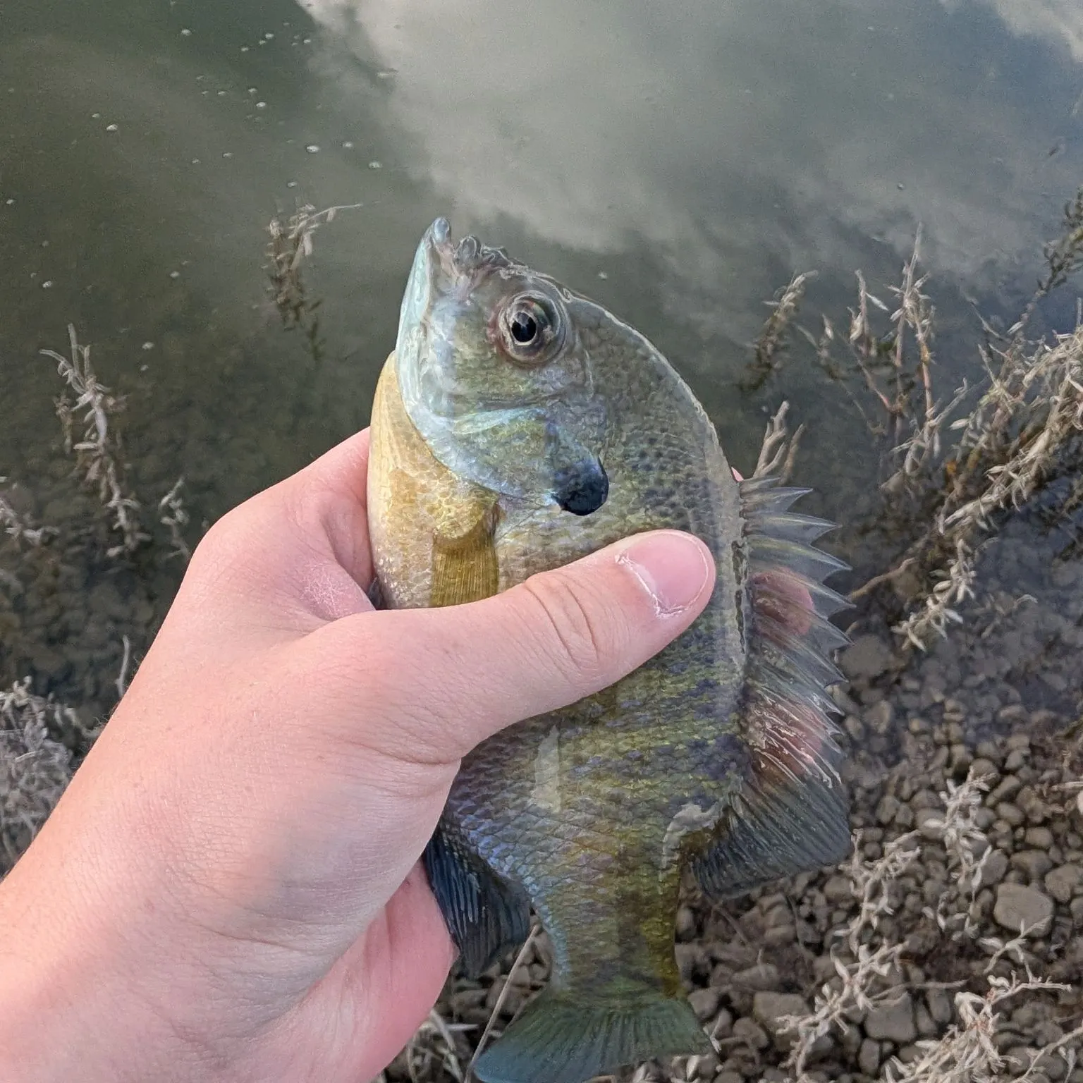 Bluegill caught on Fishbrain