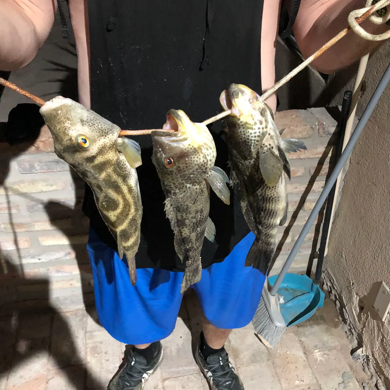 Sheepshead porgy caught on Fishbrain