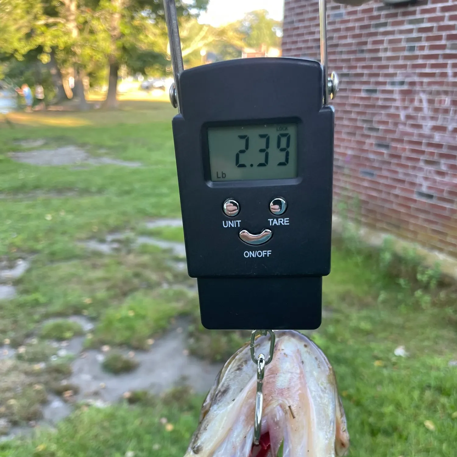 Fish caught on Fishbrain