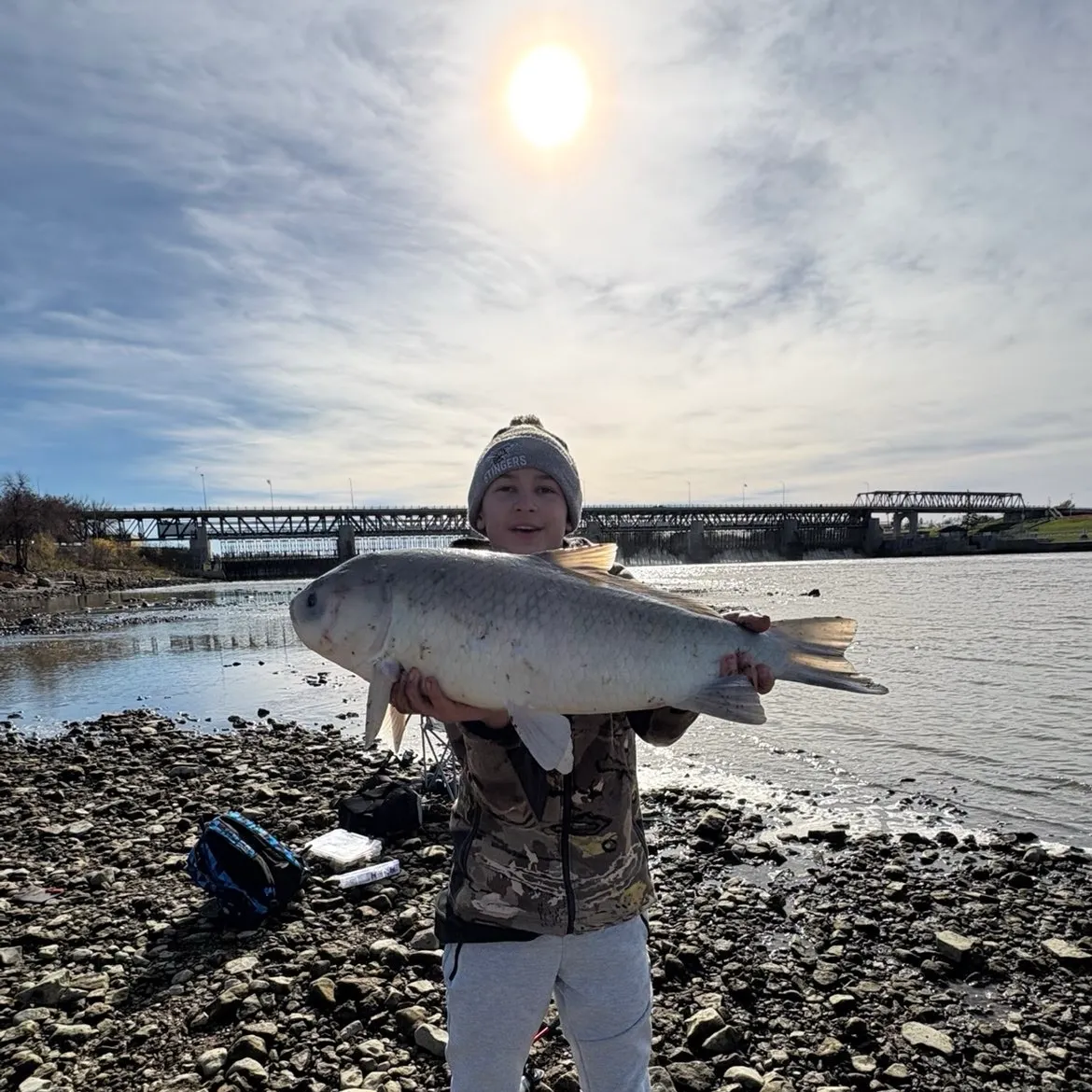 The most recent Bigmouth buffalo catches on Fishbrain
