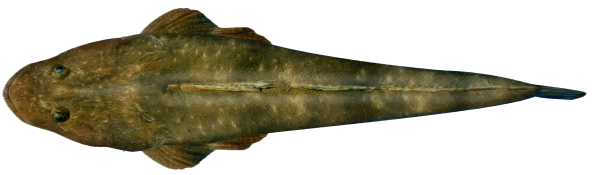 Dusky flathead