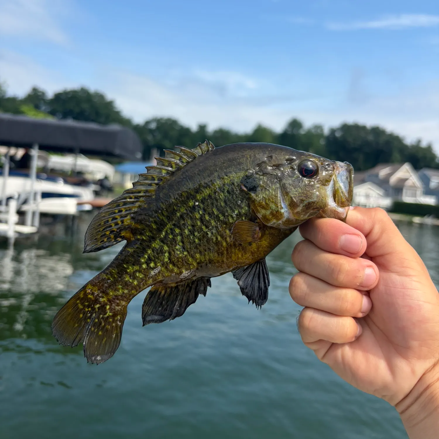 catch