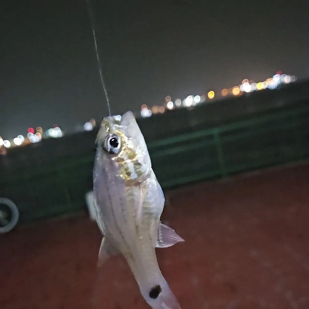 Ring-tailed cardinalfish caught on Fishbrain