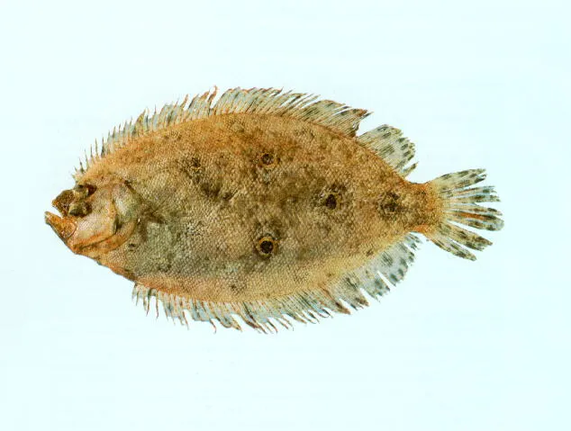 Smalltooth flounder