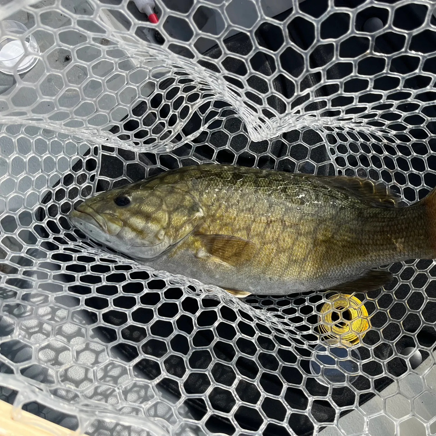 Smallmouth bass caught on Fishbrain