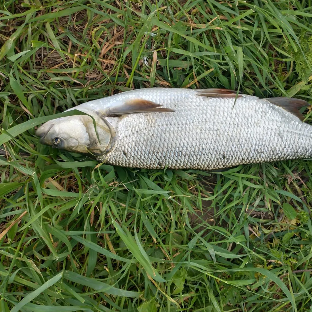 most liked catch image