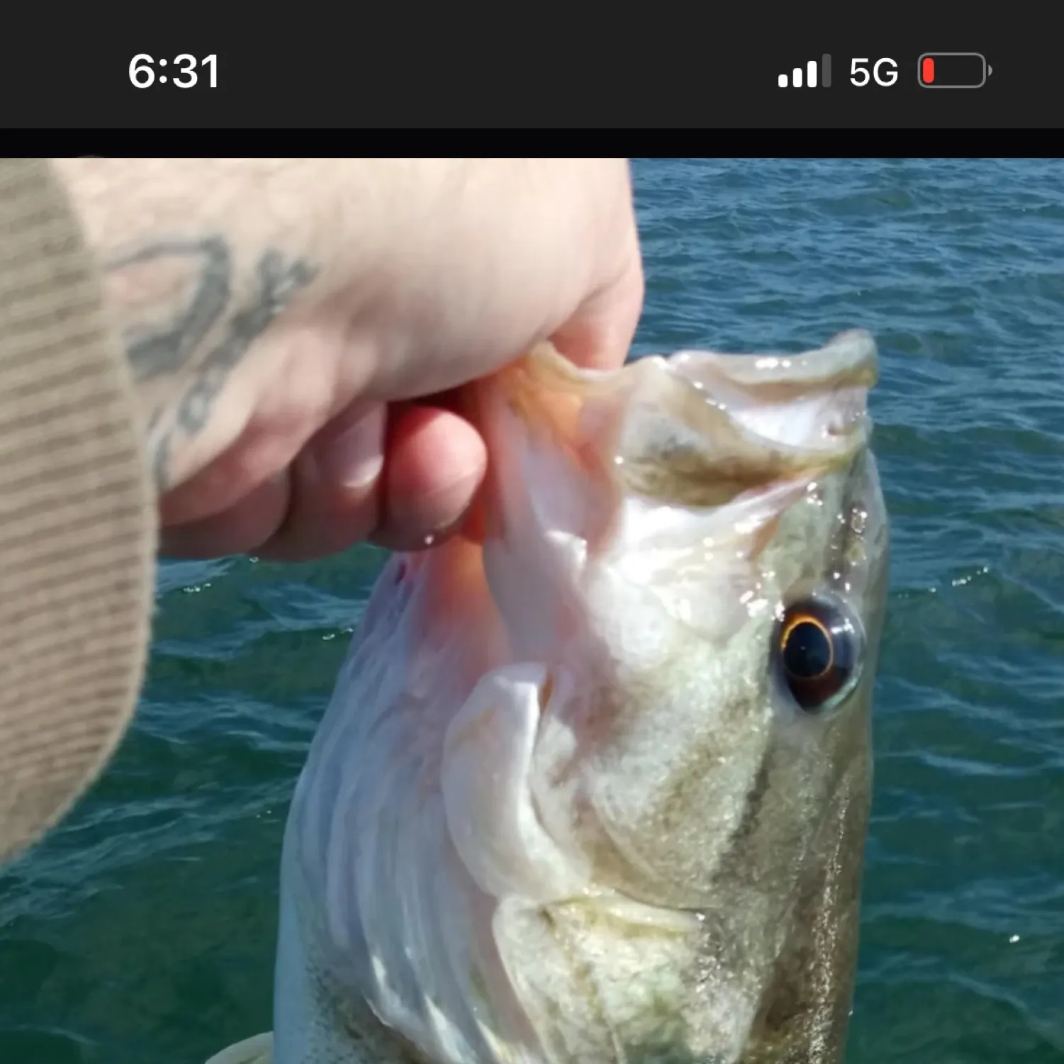 recently logged catches