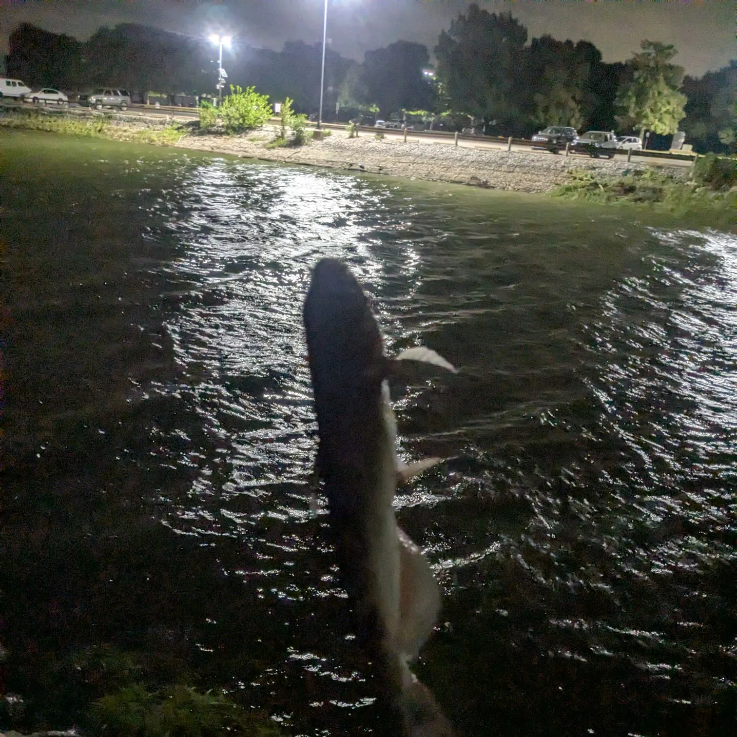 Channel catfish caught on Fishbrain