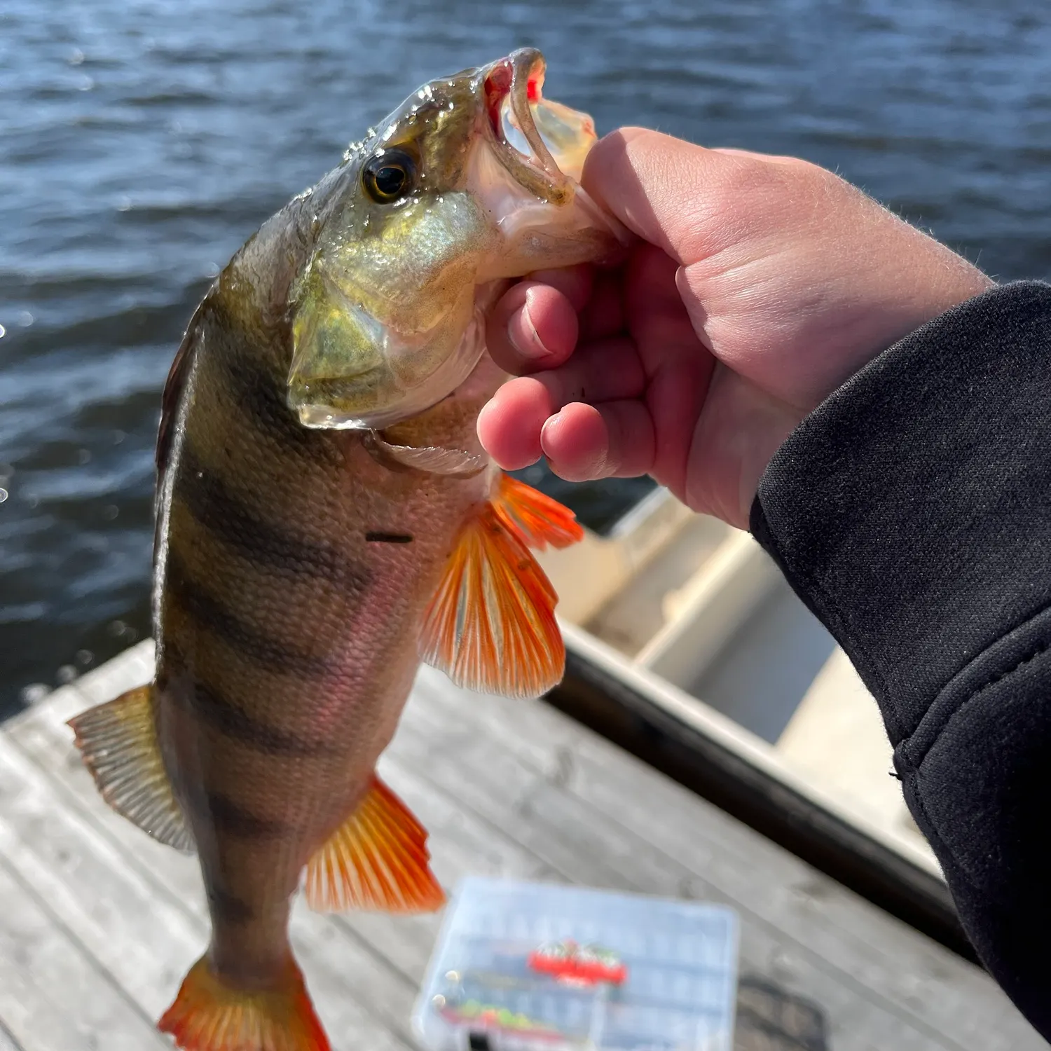 European perch caught on Fishbrain