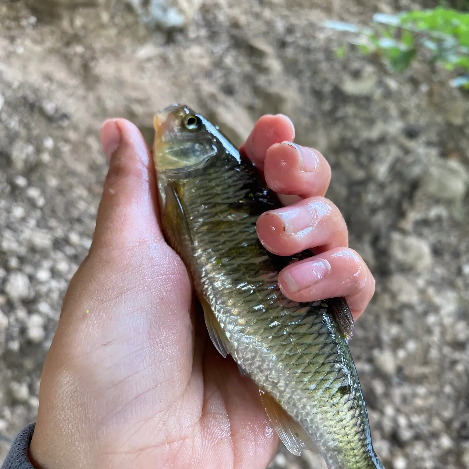 Striped shiner caught on Fishbrain