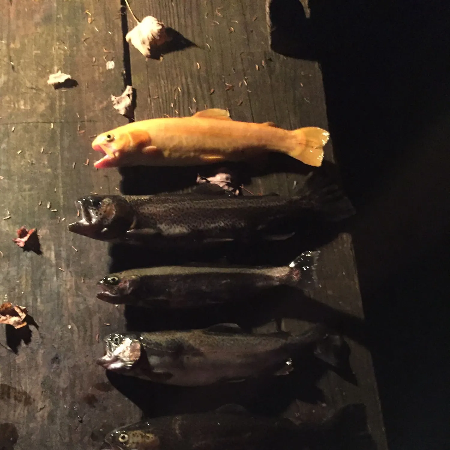 recently logged catches